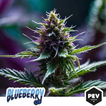 Primer plano de un cogollo de cannabis con tonos morados, hojas verdes y pistilos claros; abajo aparecen Blueberry y PEV Seeds. Primer plano de un cogollo de cannabis con tonos morados, hojas verdes y pistilos claros; abajo aparecen Blueberry y PEV Seeds.