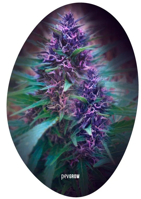 Flores de cannabis moradas con filamentos rosados y hojas verdes alargadas, en una fotografía con encuadre ovalado. Flores de cannabis moradas con filamentos rosados y hojas verdes alargadas, en una fotografía con encuadre ovalado.