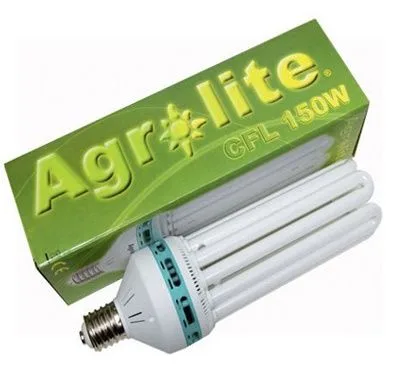 Bombilla CFL Agrolite de tubos blancos plegados, casquillo de rosca y base con franja turquesa, junto a su caja verde rotulada CFL 150W. Bombilla CFL Agrolite de tubos blancos plegados, casquillo de rosca y base con franja turquesa, junto a su caja verde rotulada CFL 150W.