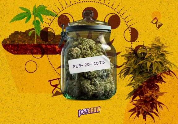 Montaje de un tarro con cogollos y etiqueta «FEB-20-2075», rodeado de plantas de cannabis y símbolos del tiempo sobre fondo amarillo. Montaje de un tarro con cogollos y etiqueta «FEB-20-2075», rodeado de plantas de cannabis y símbolos del tiempo sobre fondo amarillo.