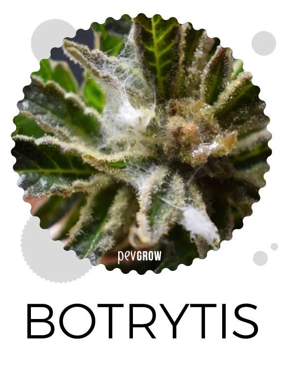 Primer plano de una flor de cannabis con crecimiento blanco algodonoso entre las hojas y el rótulo «BOTRYTIS» debajo. Primer plano de una flor de cannabis con crecimiento blanco algodonoso entre las hojas y el rótulo «BOTRYTIS» debajo.