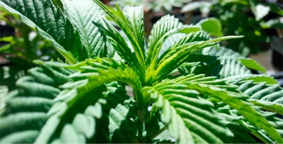 Primer plano del brote apical de una planta de cannabis, con hojas nuevas estrechas entre hojas verdes de bordes dentados. Primer plano del brote apical de una planta de cannabis, con hojas nuevas estrechas entre hojas verdes de bordes dentados.