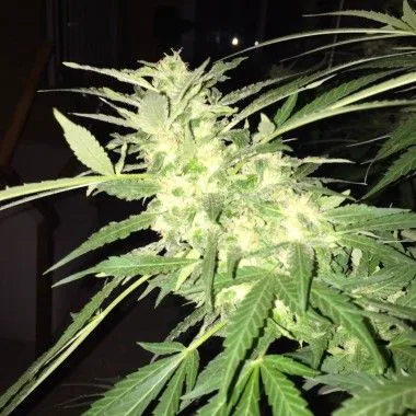 Detalle de una planta de cannabis con cogollos de aspecto blanquecino y largas hojas verdes dentadas sobre un fondo oscuro.