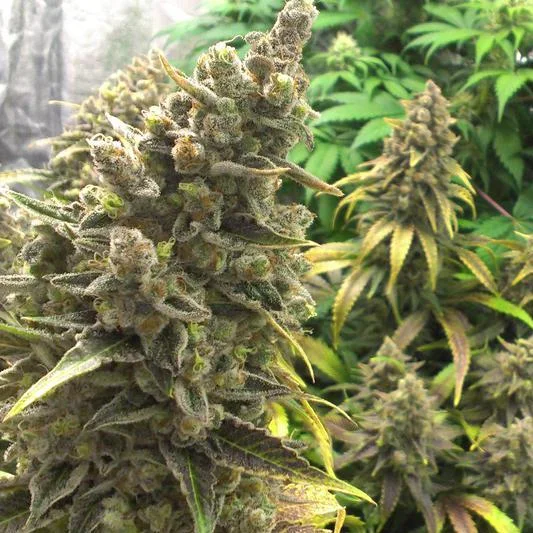 Gran cogollo de cannabis en primer plano, cubierto de tricomas, con otras flores y hojas amarillentas al fondo.