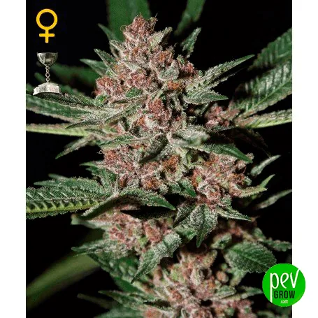 Primer plano de cogollos de cannabis con tonos violáceos y hojas verdes sobre fondo negro; símbolo femenino y copa en una esquina. Primer plano de cogollos de cannabis con tonos violáceos y hojas verdes sobre fondo negro; símbolo femenino y copa en una esquina.