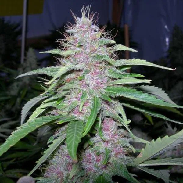 Cola de cannabis con flores de tonos rosados, numerosos pistilos claros y hojas verdes alargadas en un cultivo interior.