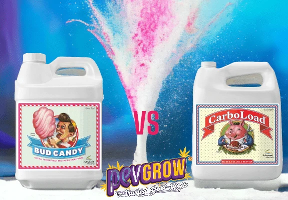 Comparativa de Bud Candy a la izquierda y CarboLoad a la derecha, en garrafas blancas separadas por «VS» sobre fondo azul y rosa. Comparativa de Bud Candy a la izquierda y CarboLoad a la derecha, en garrafas blancas separadas por «VS» sobre fondo azul y rosa.
