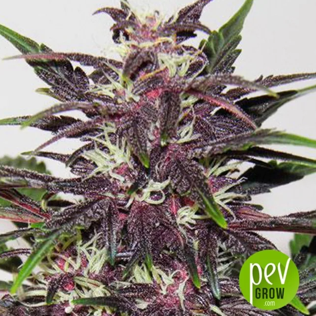 Primer plano de una flor de cannabis con hojas moradas oscuras, pistilos claros y hojas verdes alrededor, sobre fondo blanco.