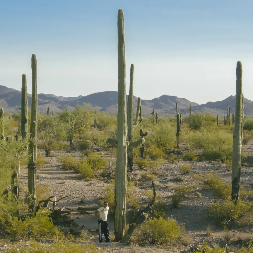 Cactus columnares altos y verdes con costillas verticales en un desierto con arbustos, y una persona de pie junto al más alto para dar escala. Cactus columnares altos y verdes con costillas verticales en un desierto con arbustos, y una persona de pie junto al más alto para dar escala.