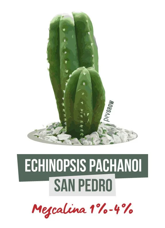 Ilustración de un cactus San Pedro sobre piedras, con los rótulos «Echinopsis pachanoi», «San Pedro» y «Mescalina 1%-4%». Ilustración de un cactus San Pedro sobre piedras, con los rótulos «Echinopsis pachanoi», «San Pedro» y «Mescalina 1%-4%».