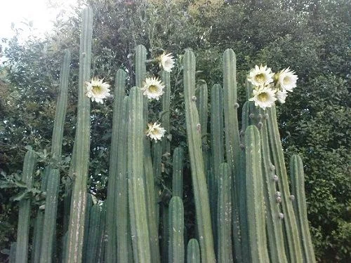 Grupo de cactus altos y columnares con costillas verticales y varias flores blancas abiertas, rodeados de vegetación. Grupo de cactus altos y columnares con costillas verticales y varias flores blancas abiertas, rodeados de vegetación.