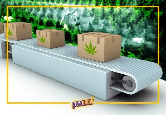 Ilustración de una cinta transportadora con tres cajas cerradas que llevan hojas de cannabis verdes, sobre un fondo vegetal.
