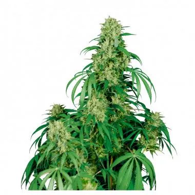 Planta de cannabis sobre fondo blanco, con un cogollo central alto, varias flores laterales y hojas verdes largas y estrechas.