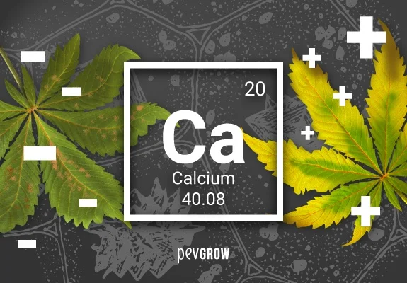 Recuadro del calcio con símbolo Ca entre hojas de cannabis verdes y amarillas, acompañado de signos de suma y resta. Recuadro del calcio con símbolo Ca entre hojas de cannabis verdes y amarillas, acompañado de signos de suma y resta.