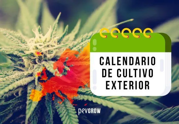 Cogollo y hojas de cannabis tras un icono de calendario con el texto «Calendario de cultivo exterior». Cogollo y hojas de cannabis tras un icono de calendario con el texto «Calendario de cultivo exterior».