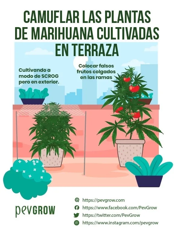Infografía sobre camuflar plantas de marihuana en terraza: una bajo una malla y otra con falsos frutos rojos colgados. Infografía sobre camuflar plantas de marihuana en terraza: una bajo una malla y otra con falsos frutos rojos colgados.