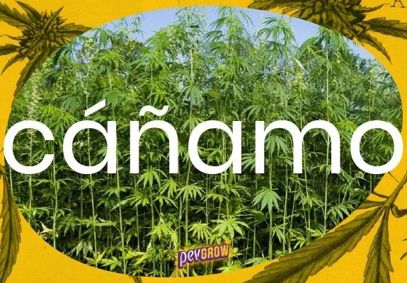 Cultivo denso de plantas altas de cáñamo, con el texto «cáñamo» en blanco y un marco amarillo decorado con motivos vegetales.