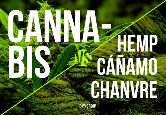 Portada dividida por una diagonal verde, con cannabis a la izquierda y tallos agrupados a la derecha; texto «Cannabis vs hemp, cáñamo, chanvre». Portada dividida por una diagonal verde, con cannabis a la izquierda y tallos agrupados a la derecha; texto «Cannabis vs hemp, cáñamo, chanvre».