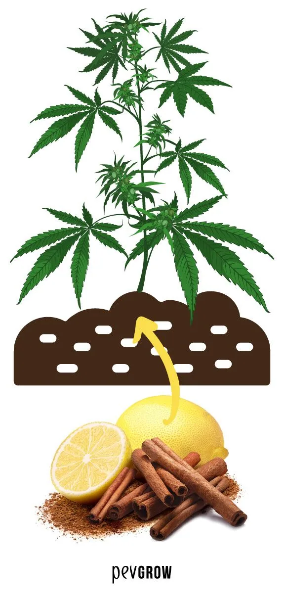 Canela en rama y molida junto a un limón sobre una maceta de cannabis, repelente casero de la mosca del sustrato