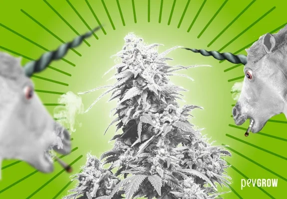 Montaje de una planta de cannabis blanquecina entre dos cabezas de unicornio sobre un fondo verde con líneas radiales. Montaje de una planta de cannabis blanquecina entre dos cabezas de unicornio sobre un fondo verde con líneas radiales.