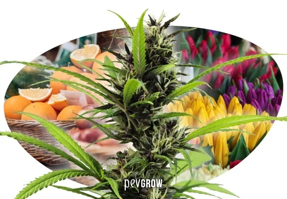 Montaje de una planta de cannabis en flor en primer plano, con naranjas y ramos de tulipanes al fondo dentro de un óvalo.