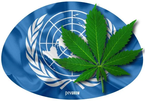 Montaje de una hoja verde de cannabis superpuesta a una bandera azul con el emblema blanco de las Naciones Unidas. Montaje de una hoja verde de cannabis superpuesta a una bandera azul con el emblema blanco de las Naciones Unidas.