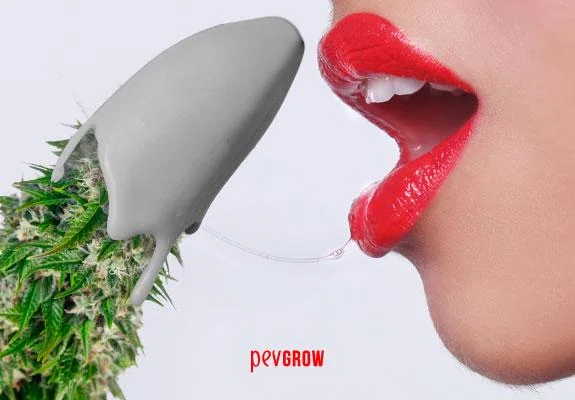 Montaje de una boca con labios rojos entreabiertos junto a un cogollo de cannabis parcialmente cubierto por una forma gris. Montaje de una boca con labios rojos entreabiertos junto a un cogollo de cannabis parcialmente cubierto por una forma gris.