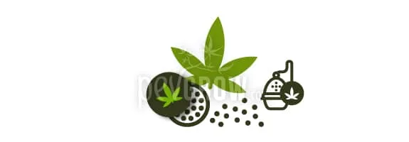 Ilustración de hojas de cannabis junto a un triturador abierto, partículas dispersas y un pequeño utensilio de infusión. Ilustración de hojas de cannabis junto a un triturador abierto, partículas dispersas y un pequeño utensilio de infusión.