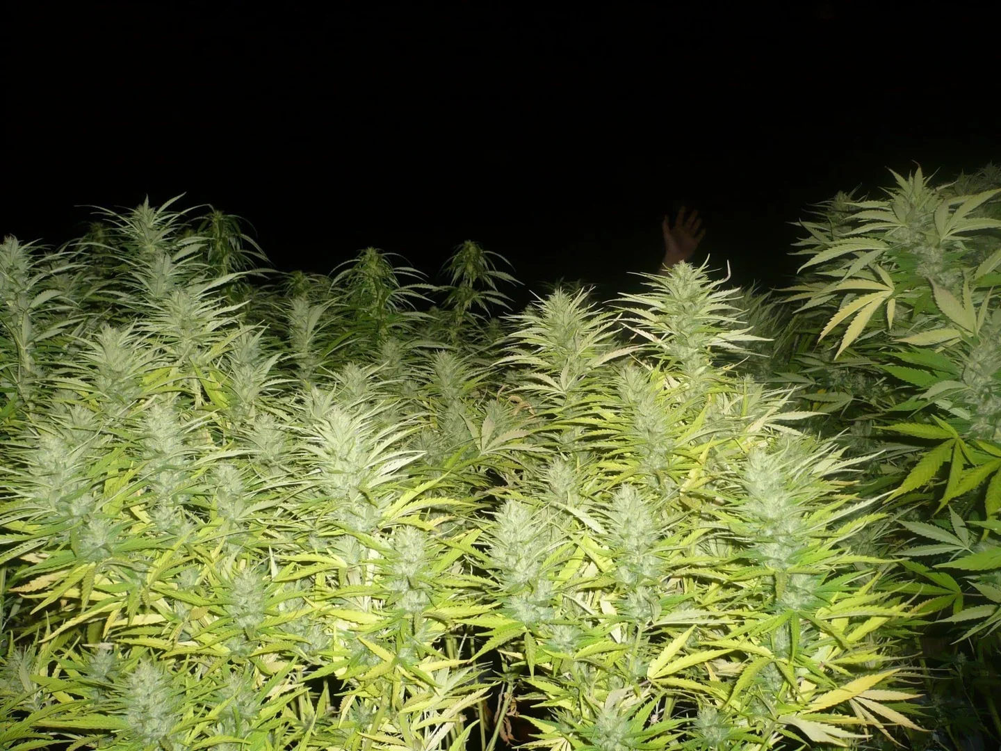 Numerosas plantas de cannabis con cogollos alargados y hojas verdes y amarillentas, iluminadas sobre un fondo oscuro. Numerosas plantas de cannabis con cogollos alargados y hojas verdes y amarillentas, iluminadas sobre un fondo oscuro.