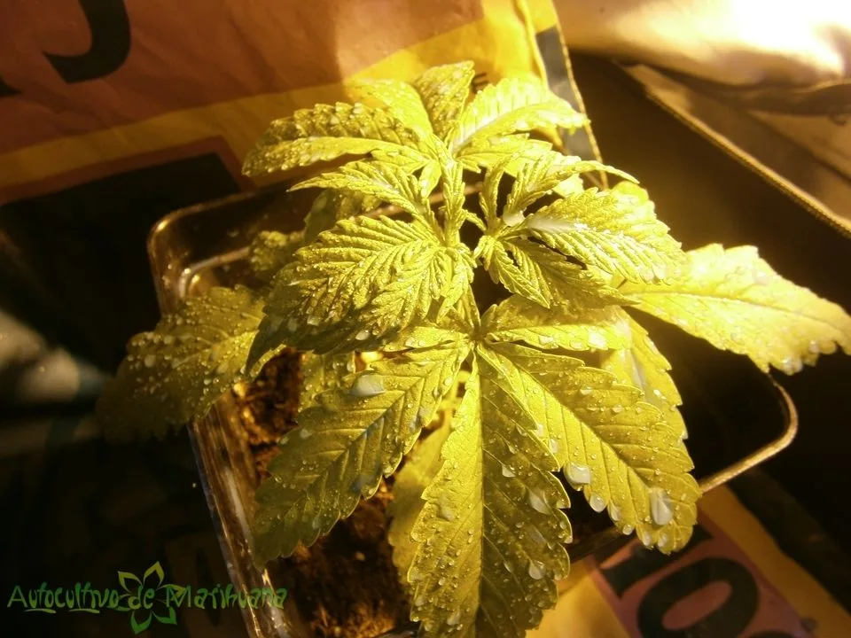 Primer plano de una planta de cannabis en maceta, con numerosas gotas de agua sobre las hojas bajo una iluminación amarillenta.
