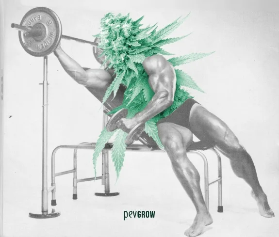Fotomontaje de un cuerpo musculoso levantando una barra con pesas, con flores y hojas de cannabis verdes sobre la cabeza y el torso. Fotomontaje de un cuerpo musculoso levantando una barra con pesas, con flores y hojas de cannabis verdes sobre la cabeza y el torso.