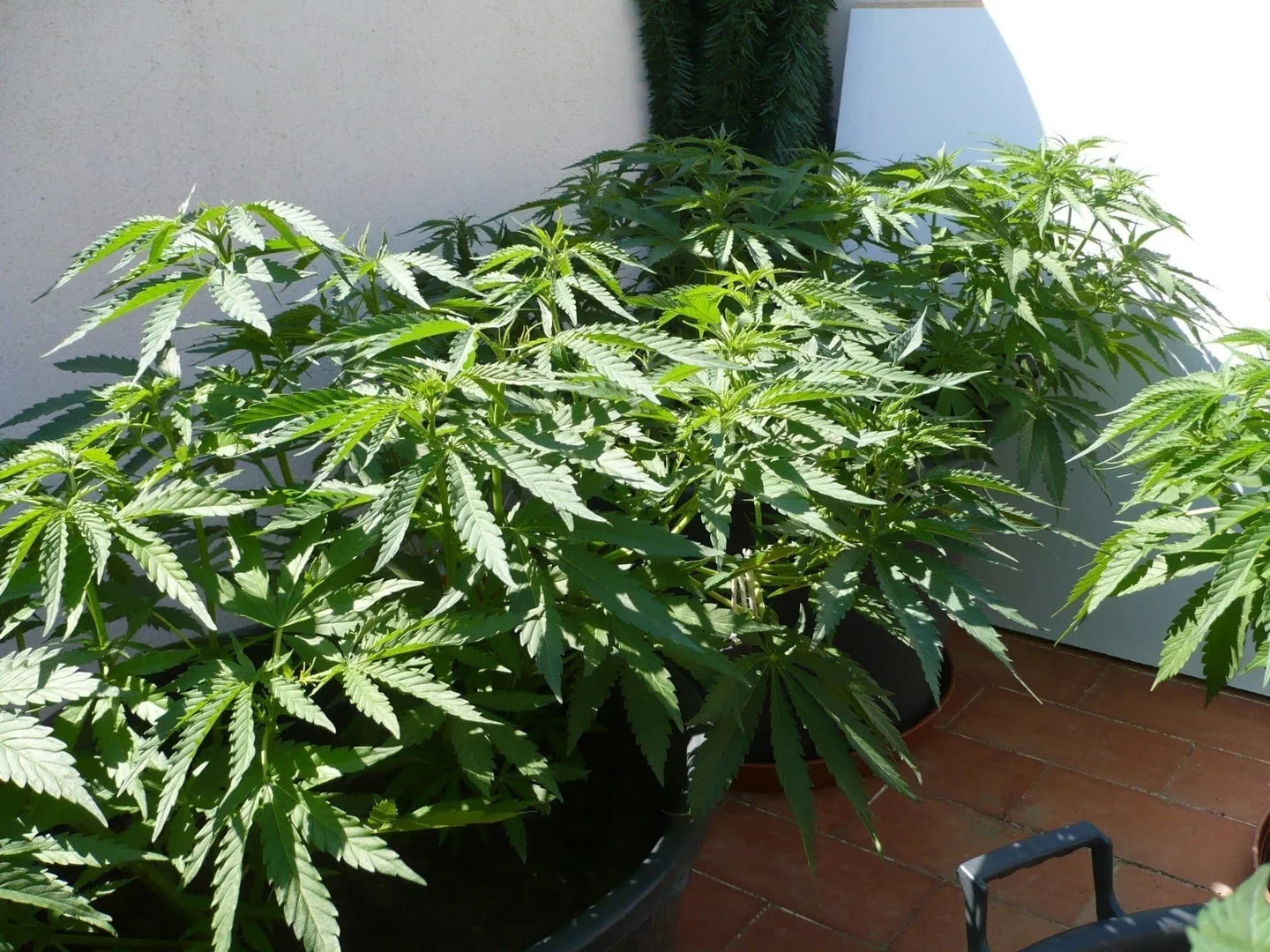 Plantas de cannabis muy ramificadas en macetas sobre una terraza de baldosas, junto a una pared blanca y bajo el sol. Plantas de cannabis muy ramificadas en macetas sobre una terraza de baldosas, junto a una pared blanca y bajo el sol.
