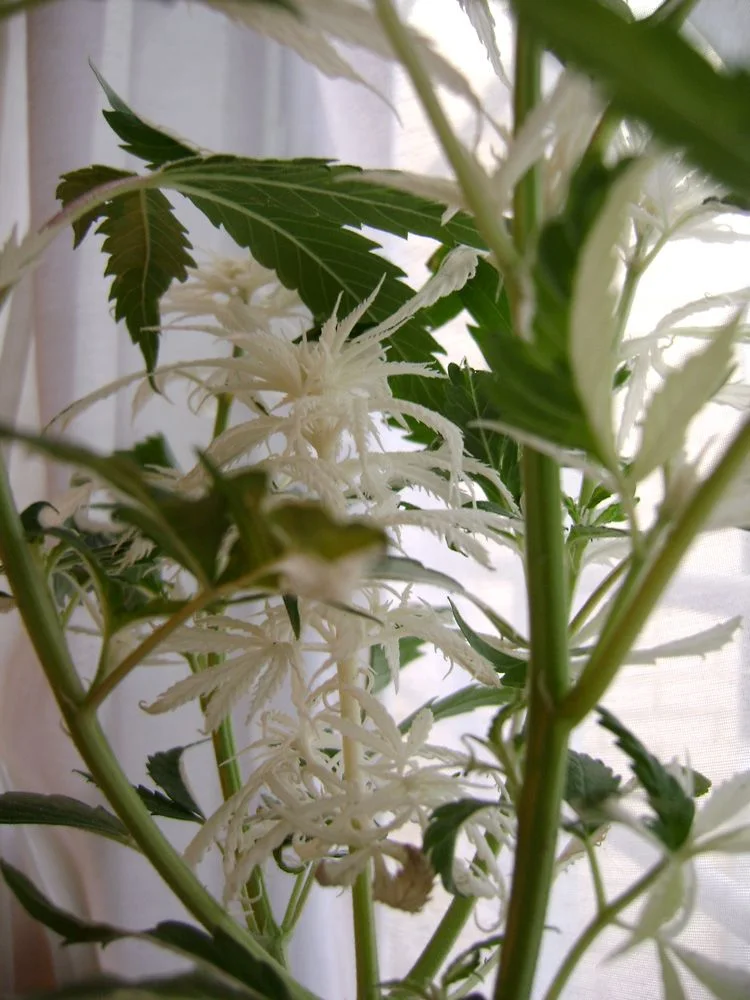 Primer plano de una planta de cannabis con tallos verdes y hojas blancas entre otras verdes, junto a una ventana iluminada.