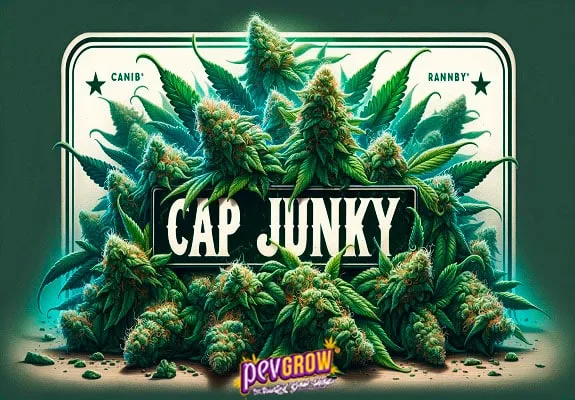 Cartel «CAP JUNKY» rodeado de cogollos y hojas de cannabis, con marco crema sobre fondo verde oscuro y logotipo Pevgrow abajo.