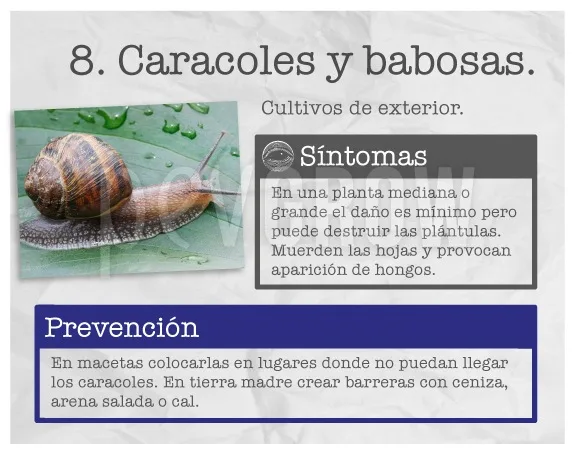 Ficha sobre caracoles y babosas en cultivos de exterior, con un caracol sobre una hoja y apartados de síntomas y prevención.