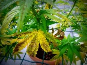 Planta de cannabis en maceta con hojas inferiores amarillentas, zonas marrones y hojas verdes alrededor, tras una malla.