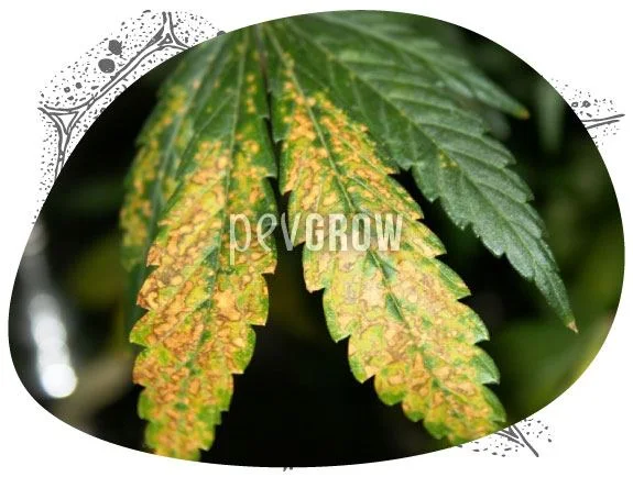 Detalle de hojas de cannabis con amplias zonas amarillas y manchas marrones entre las nervaduras, junto a una hoja verde. Detalle de hojas de cannabis con amplias zonas amarillas y manchas marrones entre las nervaduras, junto a una hoja verde.