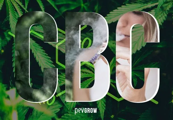 Montaje con grandes letras «CBC» sobre hojas de cannabis; dentro de las letras aparecen humo y una persona con un cigarrillo.