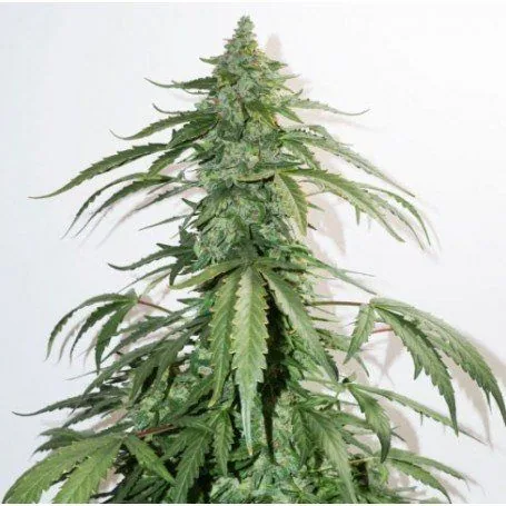 Planta de CBD Auto White Widow con un cogollo central alto y hojas verdes dentadas que se extienden hacia los lados, sobre fondo blanco. Planta de CBD Auto White Widow con un cogollo central alto y hojas verdes dentadas que se extienden hacia los lados, sobre fondo blanco.