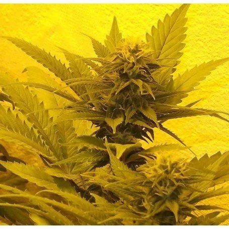 Cogollos de cannabis entre hojas alargadas y dentadas, con una flor central elevada y otra más cercana, bajo luz amarilla. Cogollos de cannabis entre hojas alargadas y dentadas, con una flor central elevada y otra más cercana, bajo luz amarilla.