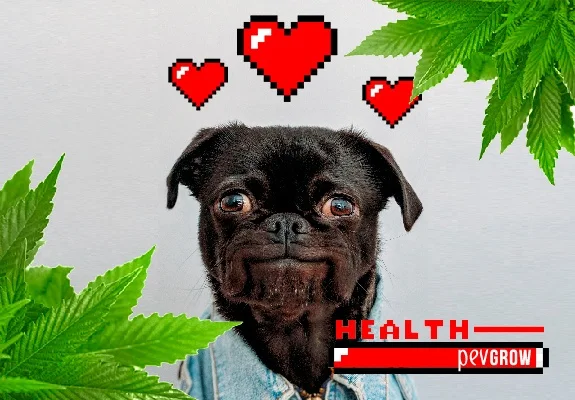 Montaje de un perro negro rodeado de hojas de cannabis, con tres corazones pixelados y una barra roja con el texto HEALTH. Montaje de un perro negro rodeado de hojas de cannabis, con tres corazones pixelados y una barra roja con el texto HEALTH.