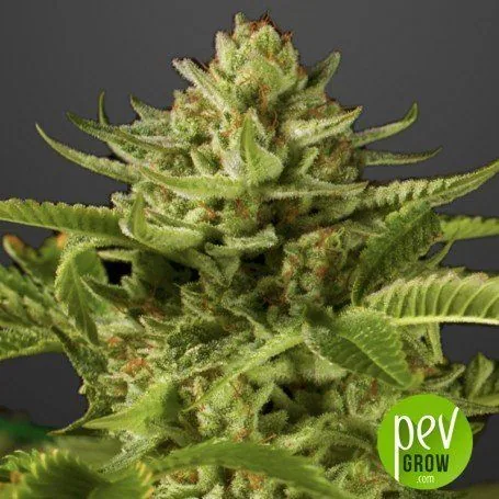 Primer plano de un cogollo verde de cannabis con pequeños filamentos anaranjados y hojas dentadas, sobre fondo gris oscuro. Primer plano de un cogollo verde de cannabis con pequeños filamentos anaranjados y hojas dentadas, sobre fondo gris oscuro.