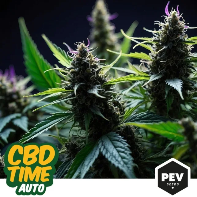 Cogollos de cannabis en primer plano, con hojas dentadas y filamentos blancos y violetas; rótulos CBD Time Auto y PEV Seeds al pie. Cogollos de cannabis en primer plano, con hojas dentadas y filamentos blancos y violetas; rótulos CBD Time Auto y PEV Seeds al pie.