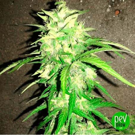 Primer plano de una rama de cannabis con cogollos claros y hojas verdes alargadas sobre fondo marrón, con logotipo PEV Grow. Primer plano de una rama de cannabis con cogollos claros y hojas verdes alargadas sobre fondo marrón, con logotipo PEV Grow.