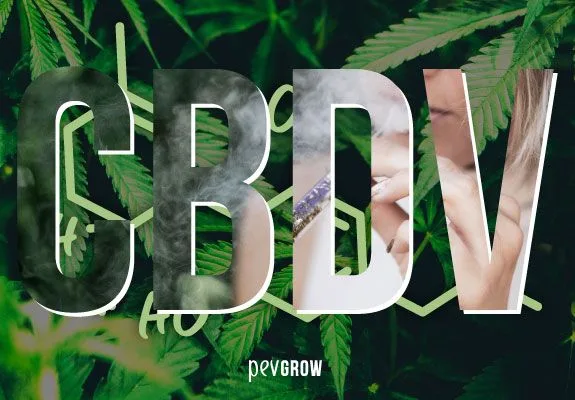 Grandes letras CBDV sobre hojas de cannabis y una fórmula química, con humo y parte de una persona fumando dentro de las letras. Grandes letras CBDV sobre hojas de cannabis y una fórmula química, con humo y parte de una persona fumando dentro de las letras.