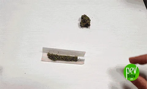 Papel de liar abierto con cannabis desmenuzado y boquilla en un extremo, un cogollo al fondo y una mano a la derecha.