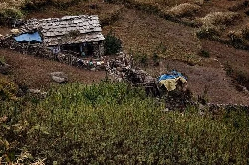 Cultivo de cannabis en una ladera junto a una pequeña casa con tejado de losas, cercas y una estructura cubierta con lonas.