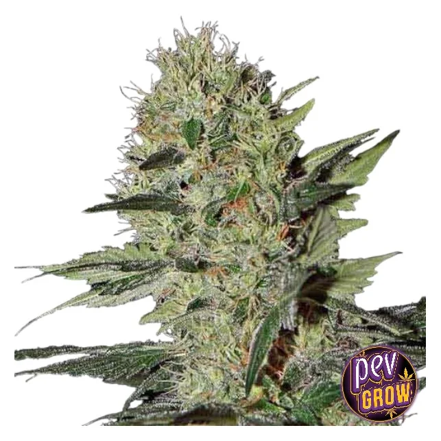 Cogollo de cannabis en primer plano sobre fondo blanco, rodeado de hojas estrechas y puntiagudas, con el logotipo Pev Grow abajo a la derecha. Cogollo de cannabis en primer plano sobre fondo blanco, rodeado de hojas estrechas y puntiagudas, con el logotipo Pev Grow abajo a la derecha.
