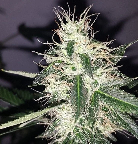 Primer plano de un cogollo de cannabis con numerosos filamentos blancos, hojas verdes estrechas y superficie cubierta de tricomas.
