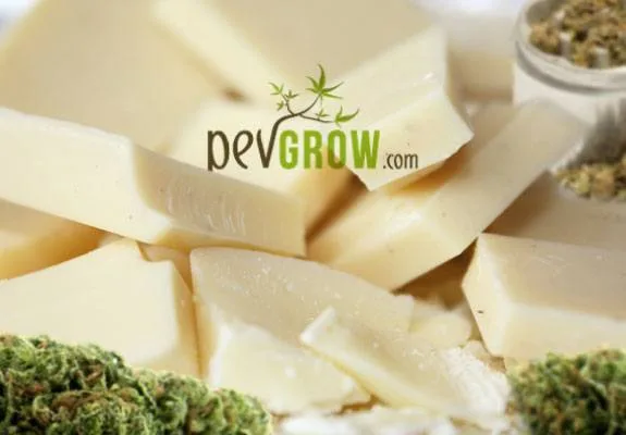 Primer plano de trozos de chocolate blanco rodeados de cogollos de cannabis, con el logotipo PevGrow.com en el centro.